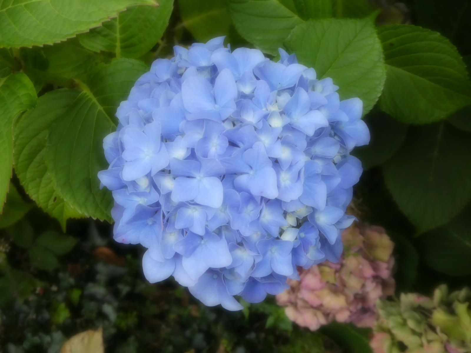 Blue hydrangea bloom surrounded by green leaves with a smaller pink flower in the background