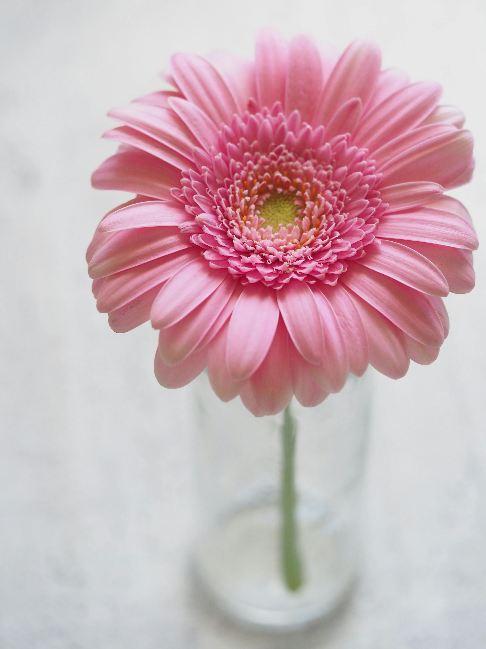 Pink gerbera daisy in a clear glass vase on a white background.