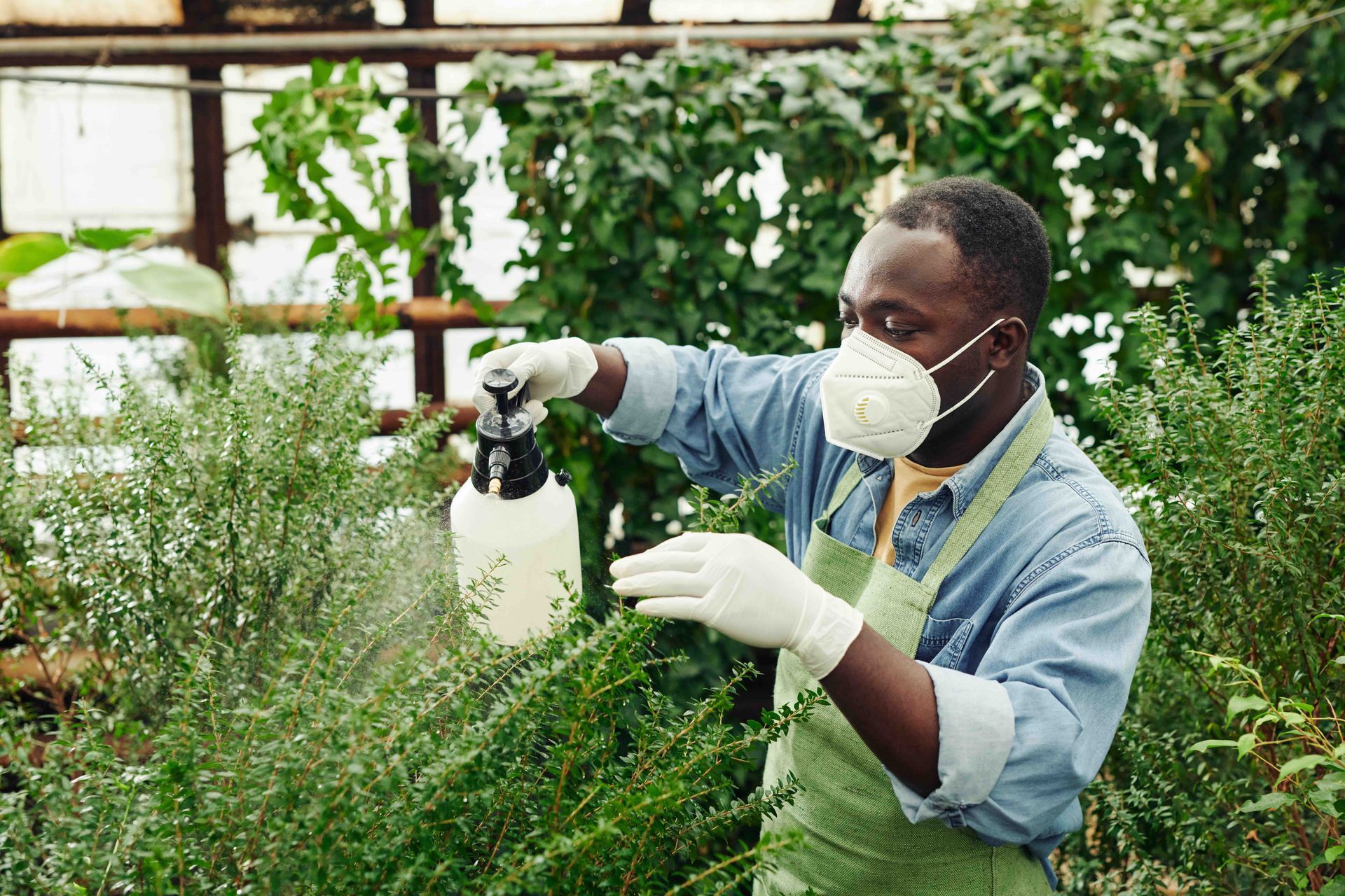 A man wearing a mask and gloves is spraying plants in a greenhouse.