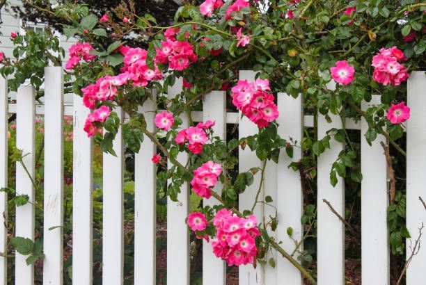 A white picket fence with pink flowers growing on it
