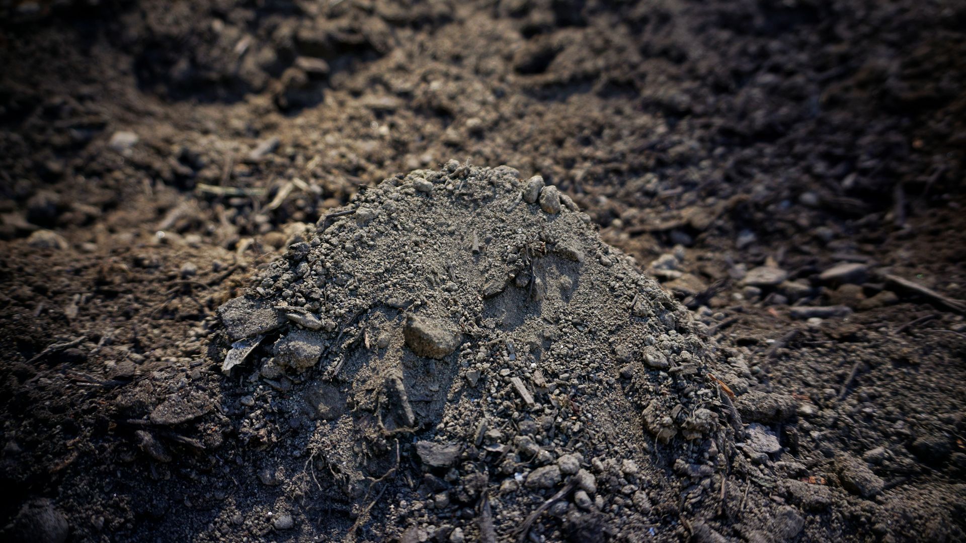 Environment West Soil