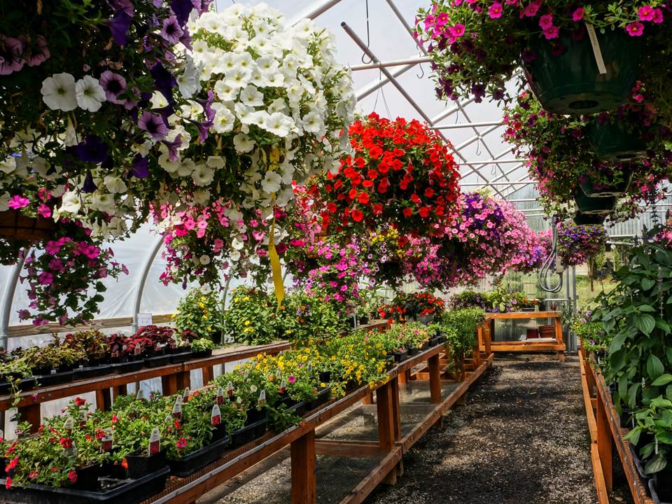 Flower Essentials at Smart Gardens Nursery