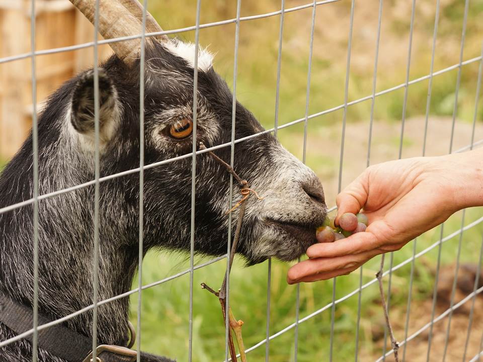Feed the goats at Smart Garden Nursery