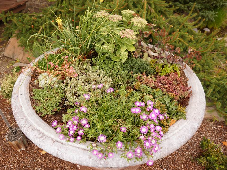 Flowers at Smart Gardens Nursery