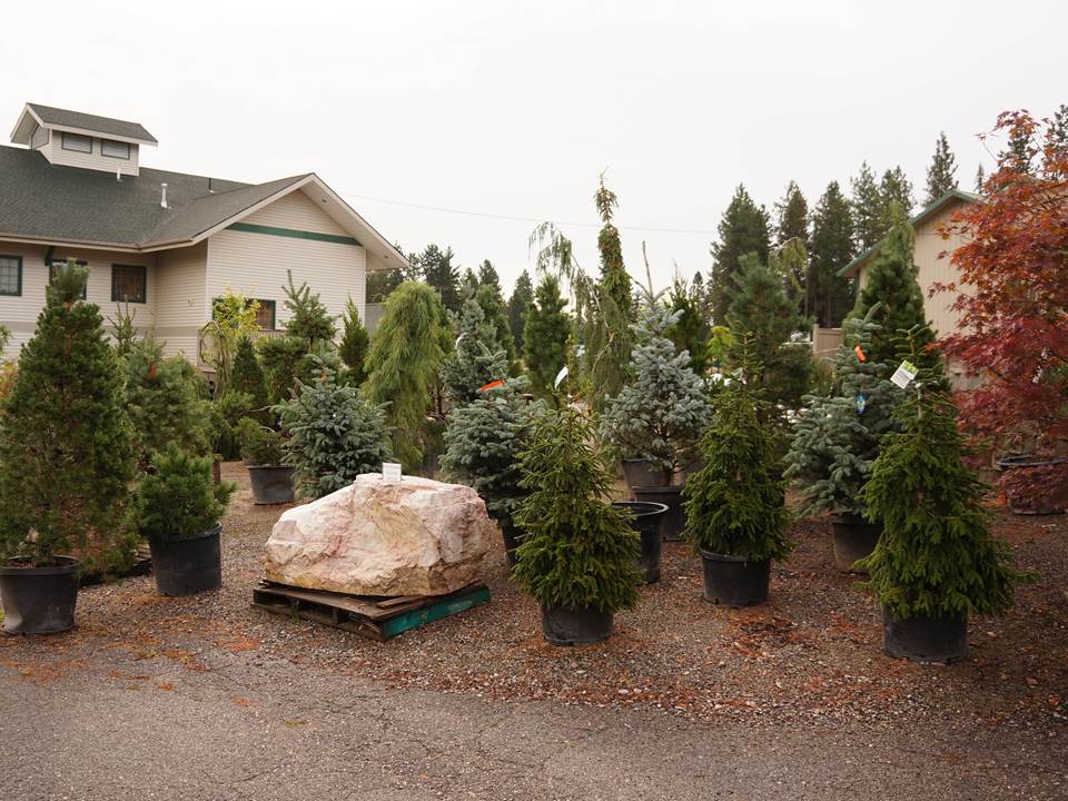 Trees at Smart Garden Nursery
