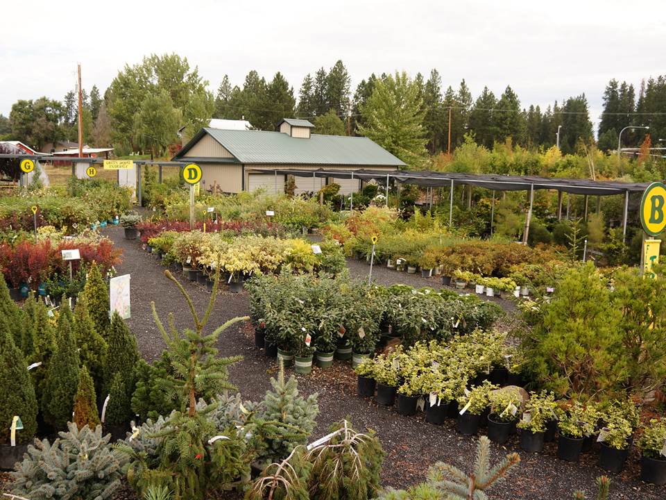 Nursery Gallery Smart Gardens Nursery Spokane