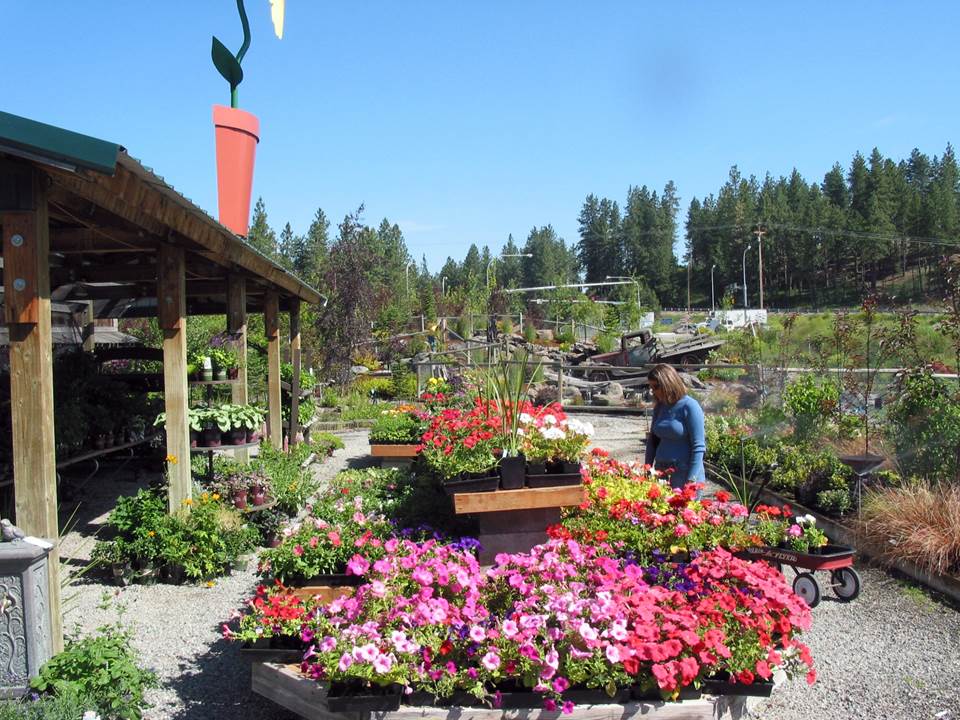 Beautiful Garden Flowers