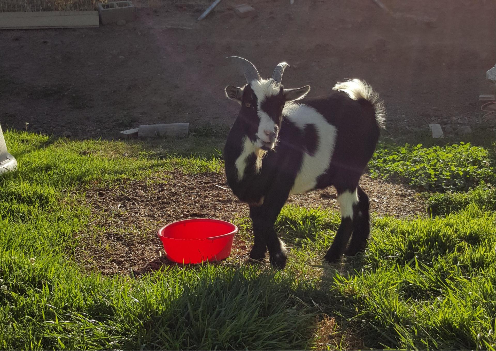 Smart Gardens Nursery Goats