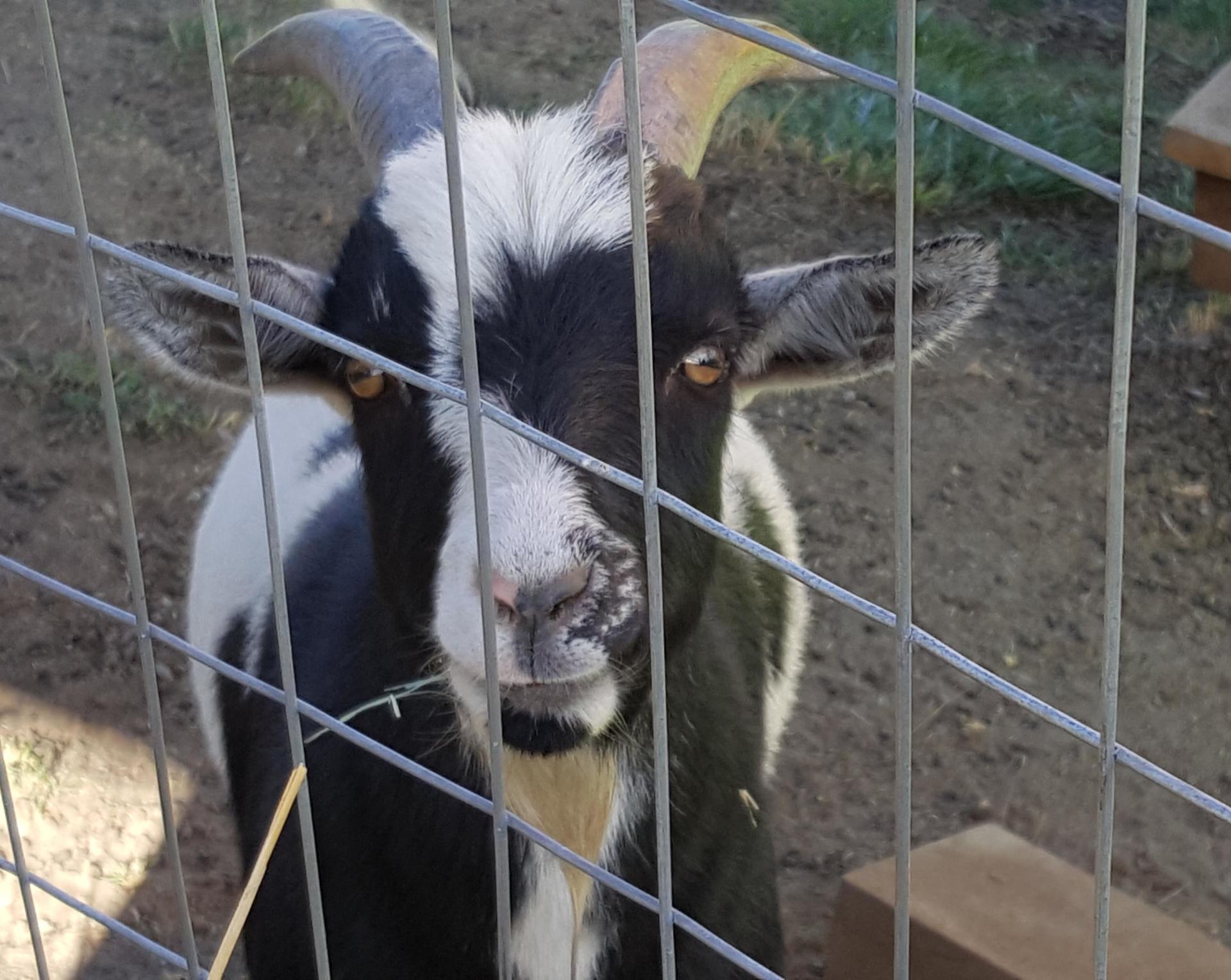Smart Gardens Nursery Goat