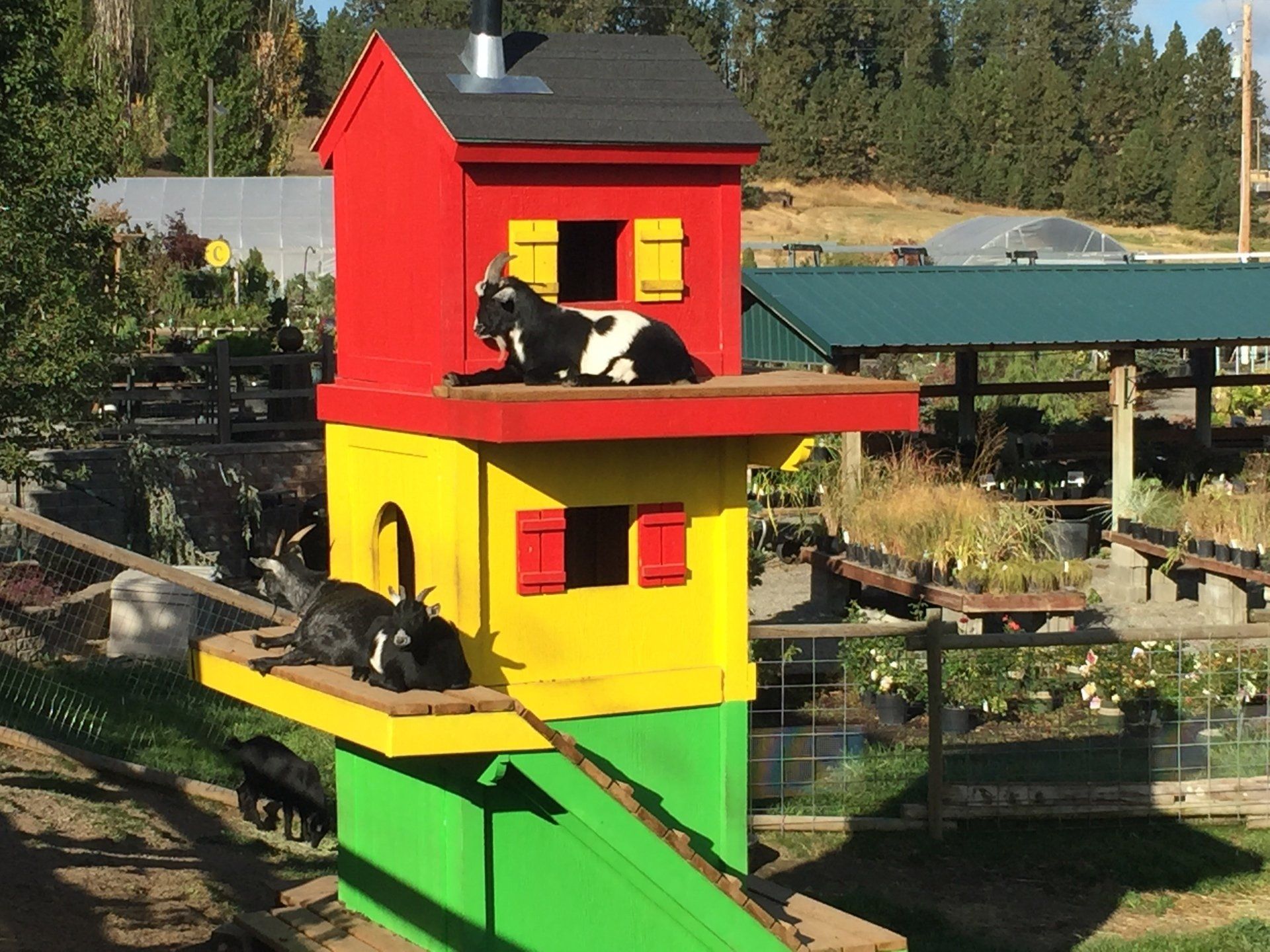 Lounging Goat House Smart Gardens Nursery