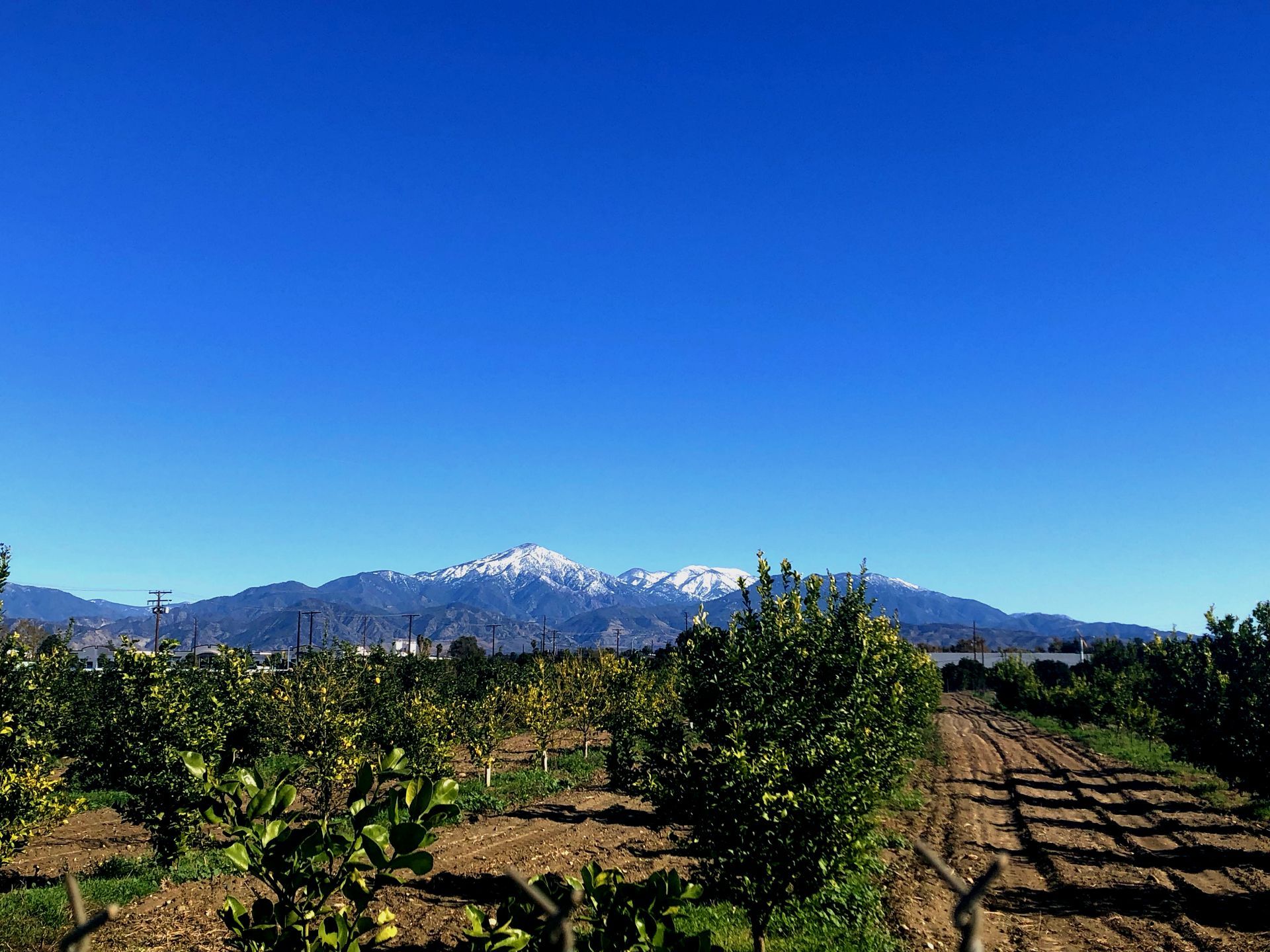 a field of trees with mountains in the background and a blue sky