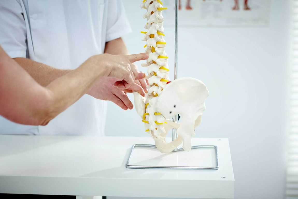 colonna vertebrale e ossa del bacino