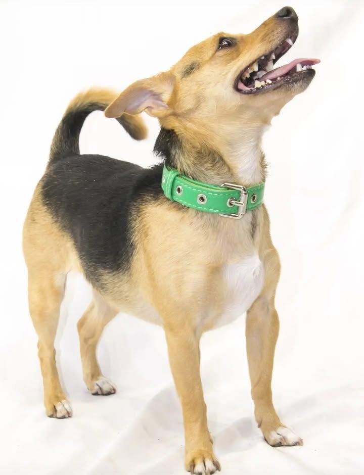 Cinco collares para perros estampados en azul, tostado, rosa, negro y dorado.