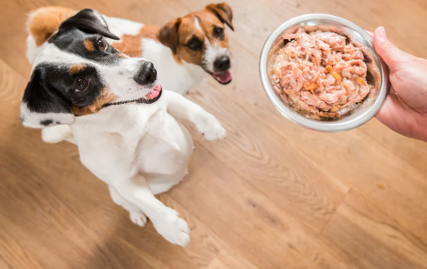 Dos Jack Russell Terrier observan una mano que sostiene un recipiente con comida sobre un suelo de madera.
