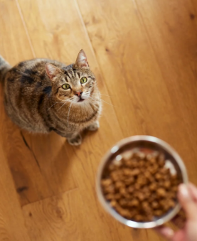 Gato mirando hacia arriba hacia un recipiente con comida sostenido por una mano sobre un piso de madera.