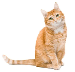 Gato atigrado naranja sentado, con la cabeza inclinada, mirando hacia el espectador con ojos verdes.