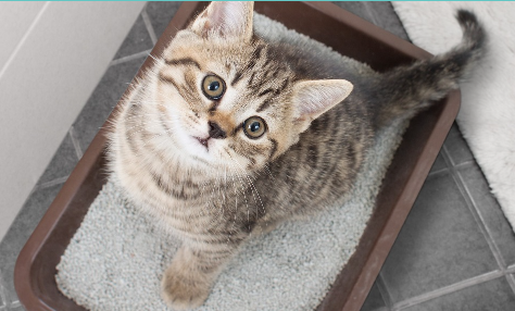 Gatito atigrado en una caja de arena marrón, mirando hacia arriba con curiosidad. Arena gris y suelo de baldosas.