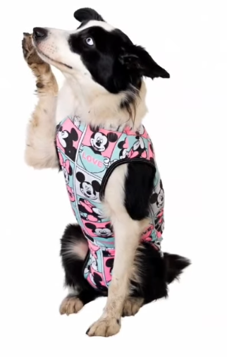 Perro con camiseta estampada de Mickey Mouse, levantando una pata.