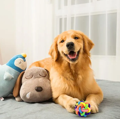 Perro golden retriever sonriendo, acostado en la cama con juguetes, sosteniendo una pelota de colores.