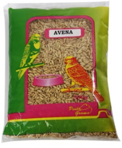 Avena