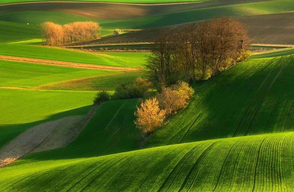 A lush green field with trees on the hills