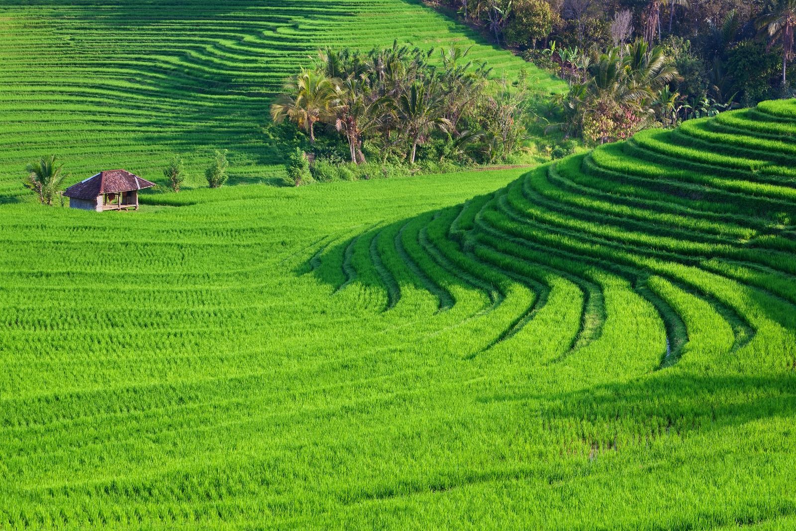 A lush green field with a small house in the middle of it.