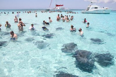 A group of people are swimming in the ocean near stingrays.