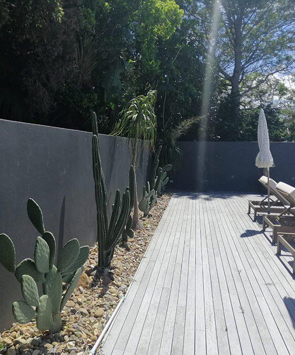 Cactus — Garden Design In Newrybar, NSW