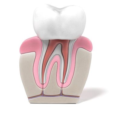 struttura dente