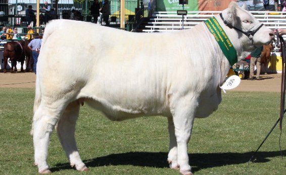 Reserve Charolais Heifer