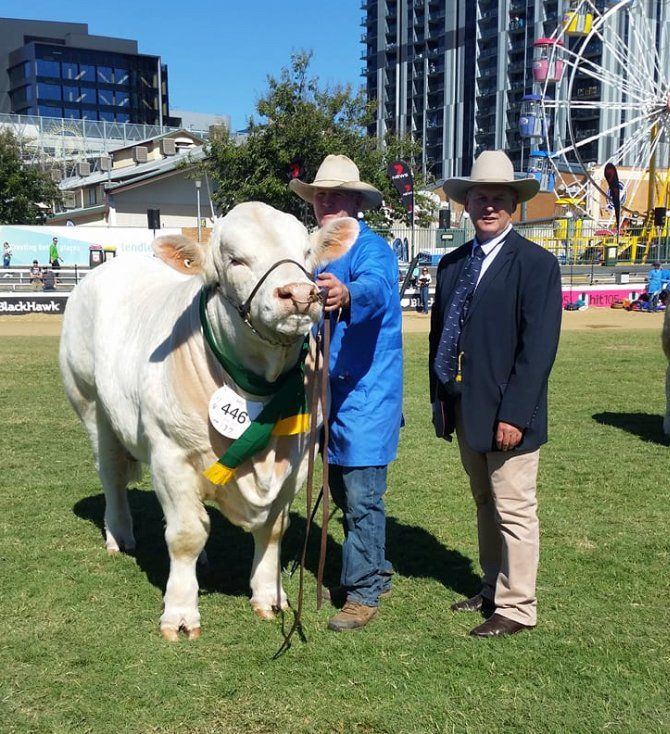 Reserve Champion Bull