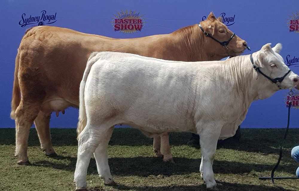 Brown and white cows from Moongool Charolais