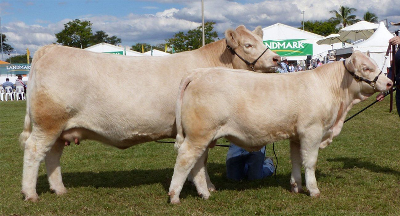 two female cows are standing next to each other in a field .