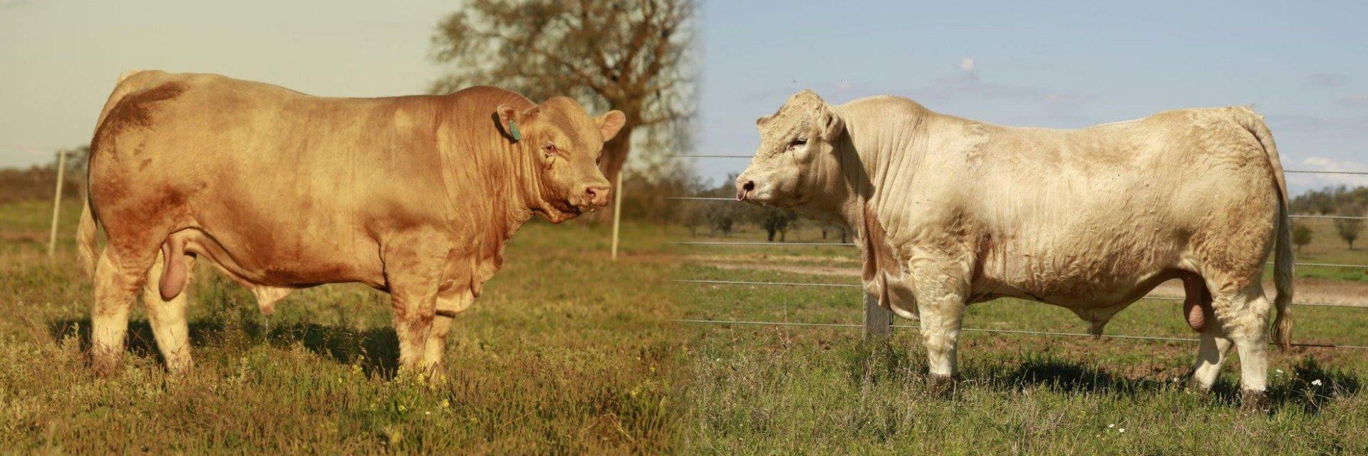 two bulls are standing next to each other in a grassy field .