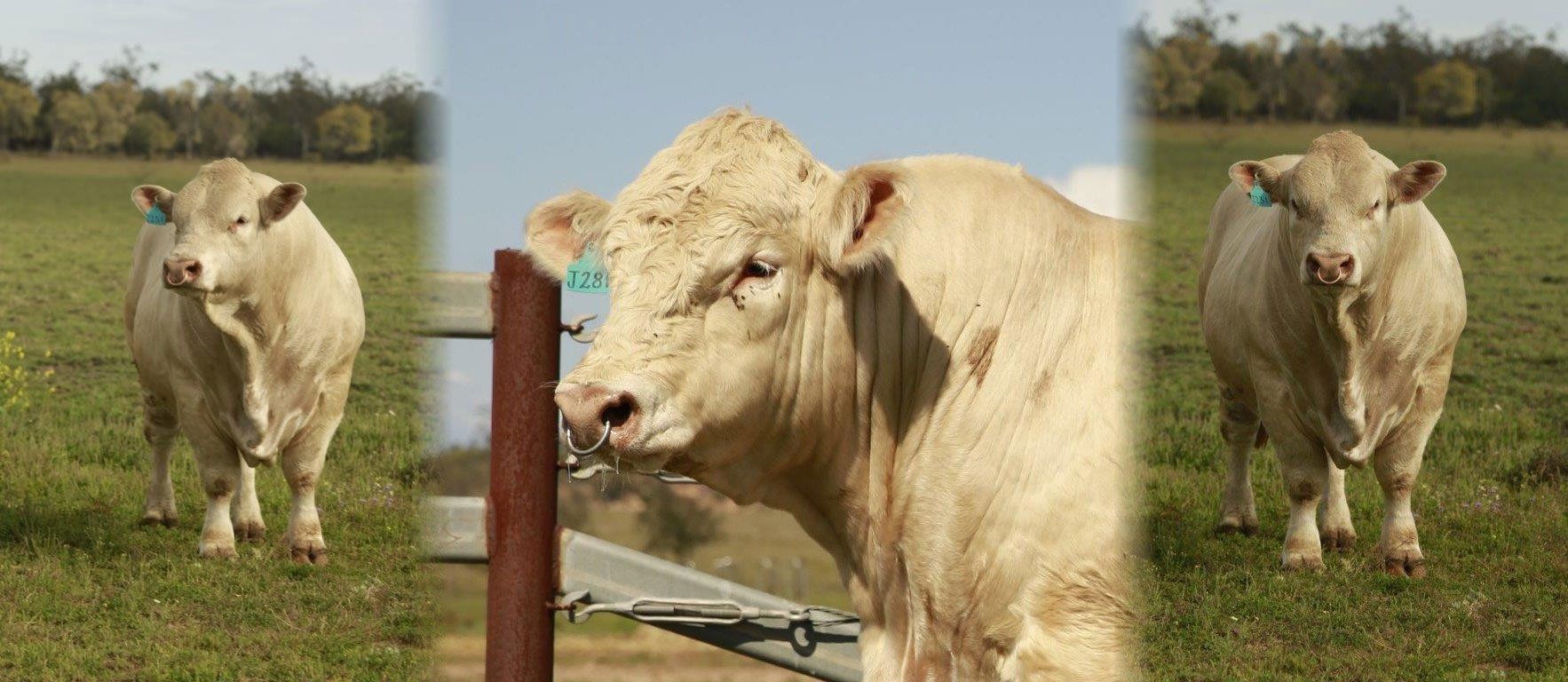 three cows are standing in a grassy field next to a fence .