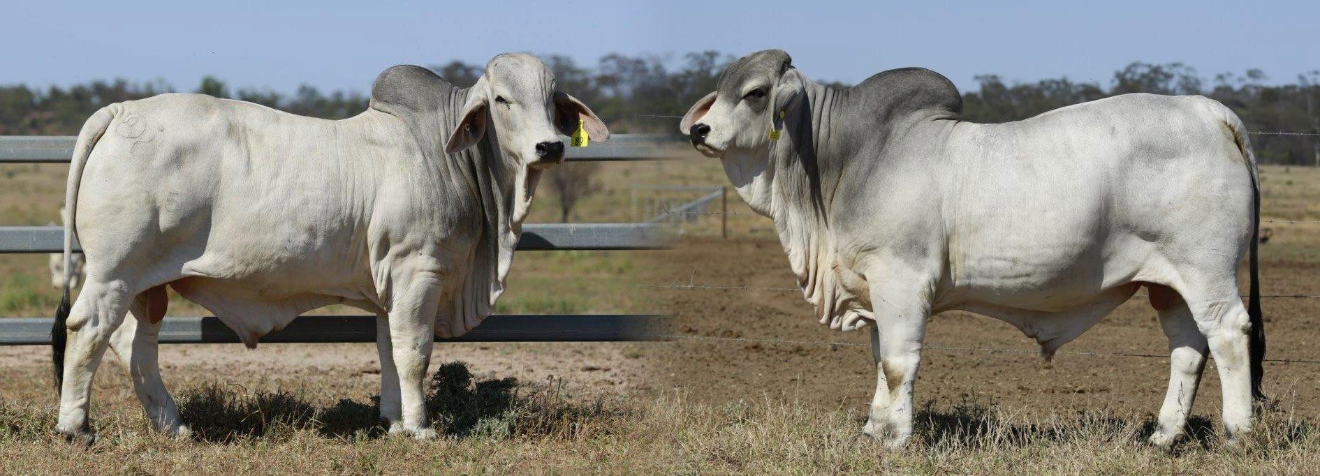 two white cows standing next to each other in a field