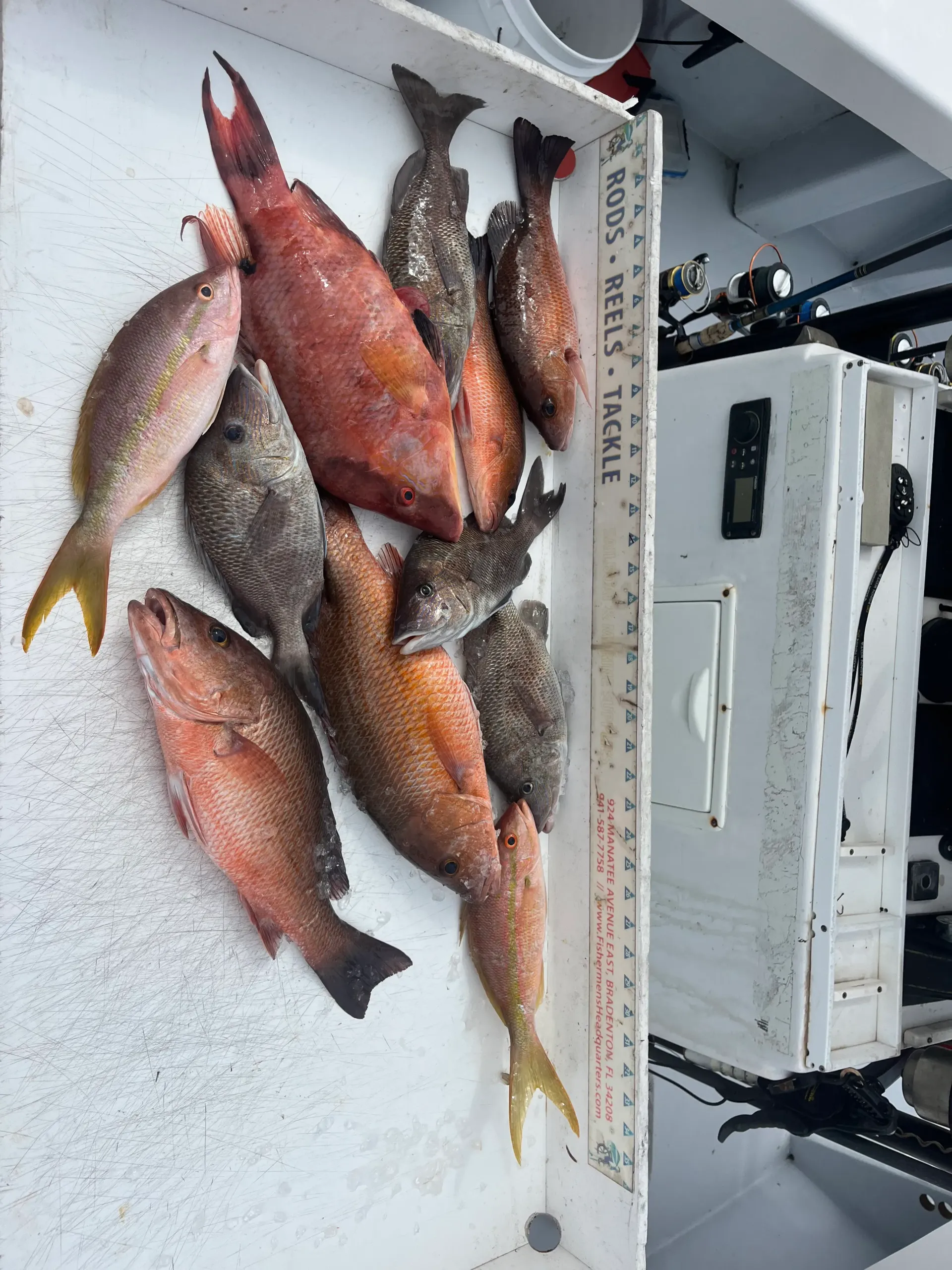 A bunch of fish are sitting on a table next to a ruler