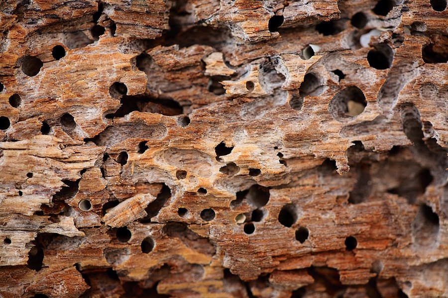 Termite Damaged Wood