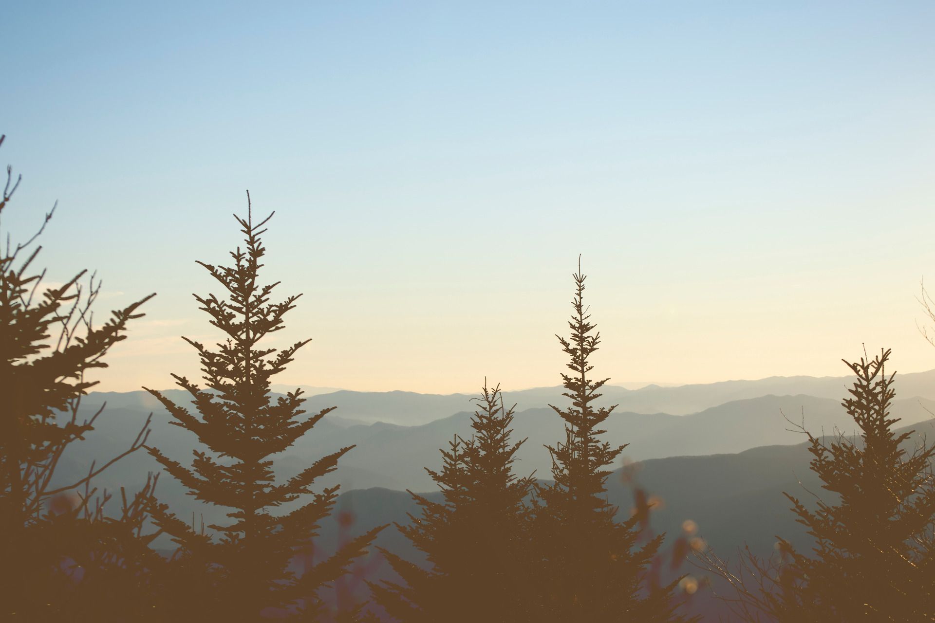 Person in black dress holding a white chrysanthemum flower, indoors.