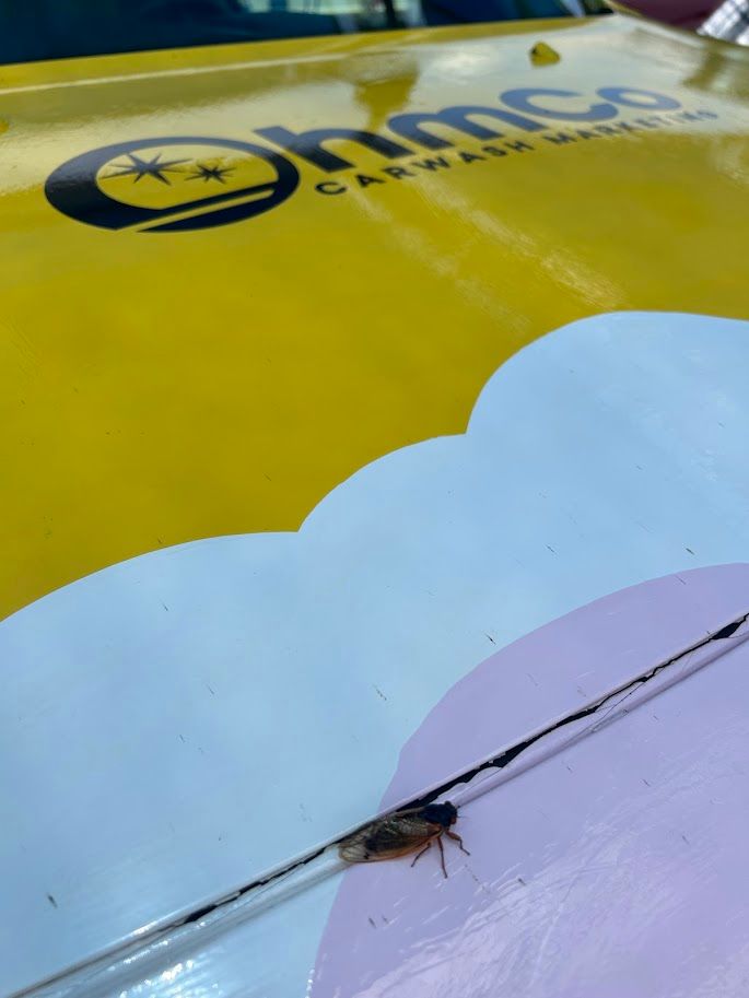 A cicada sits on the hood of OhmCo's yellow van. 