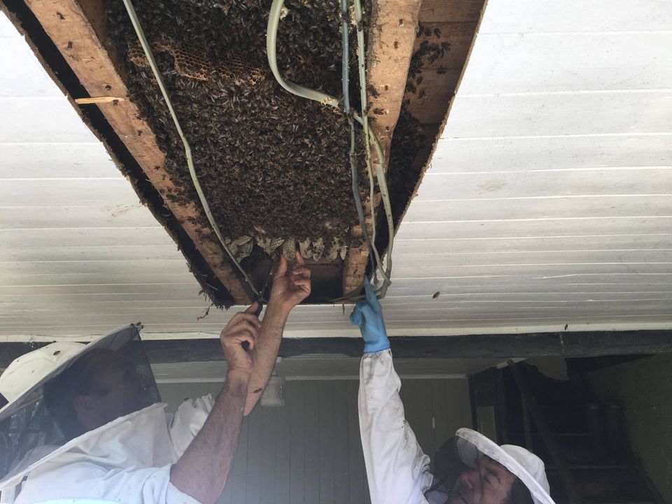 getting honeybees out of a building