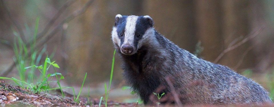 badgers as pests