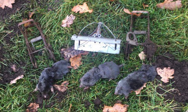 How to Get rid of garden moles with shire pest solutions.co.uk