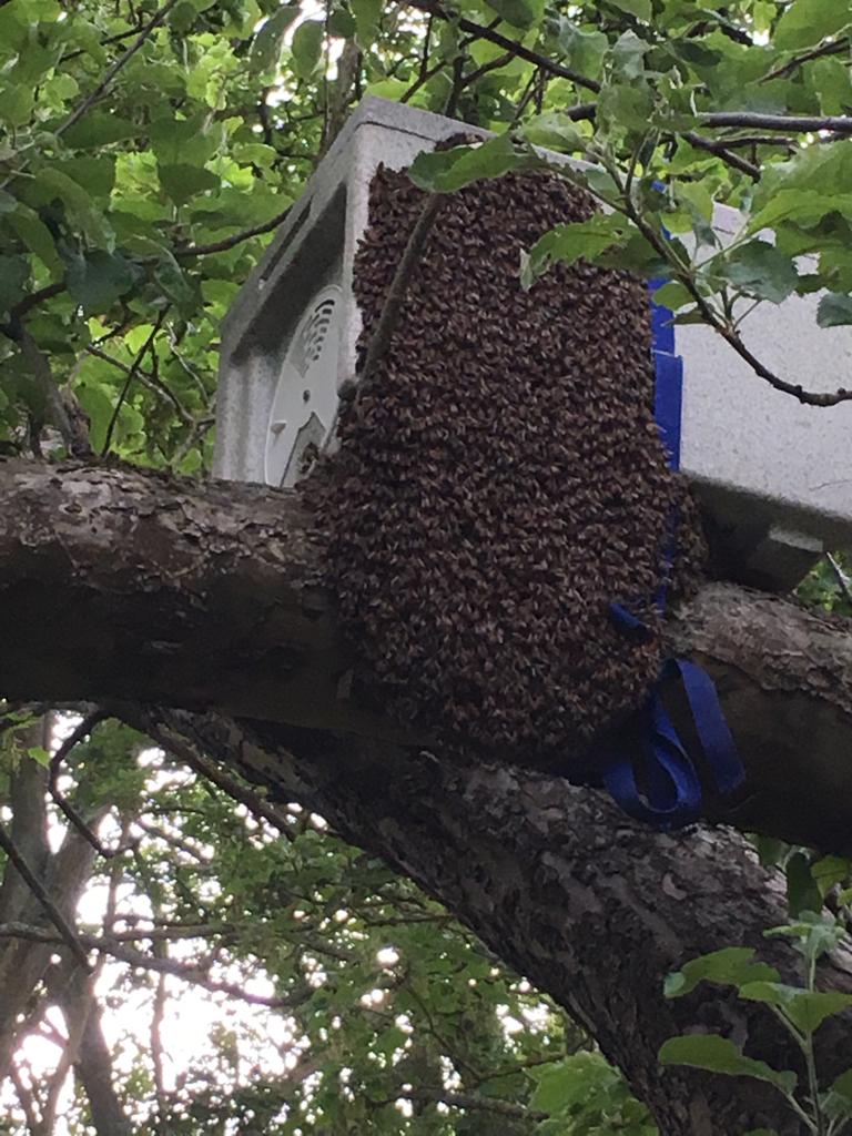 bee swarm capture box