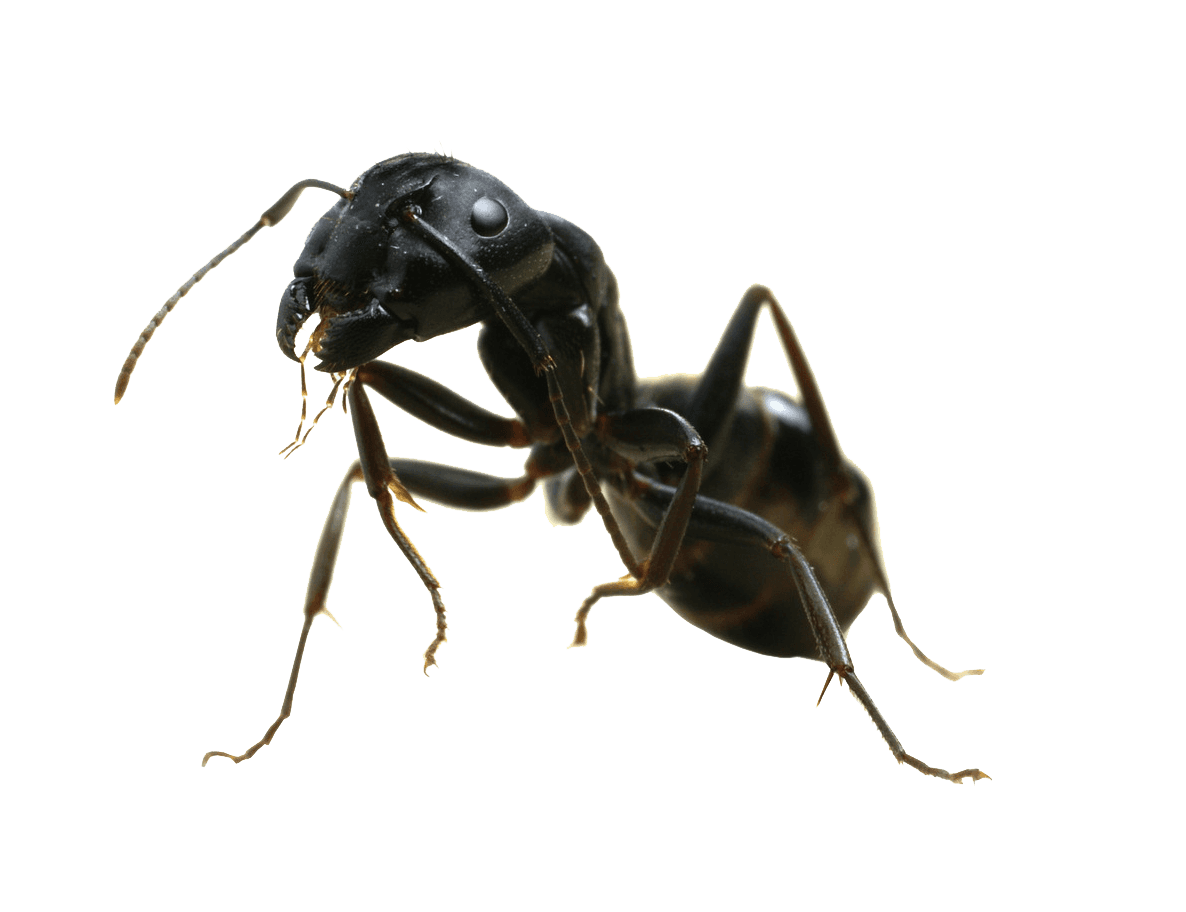 Garden Ant 