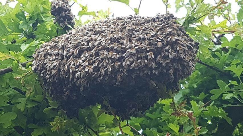 bee swarm collecting