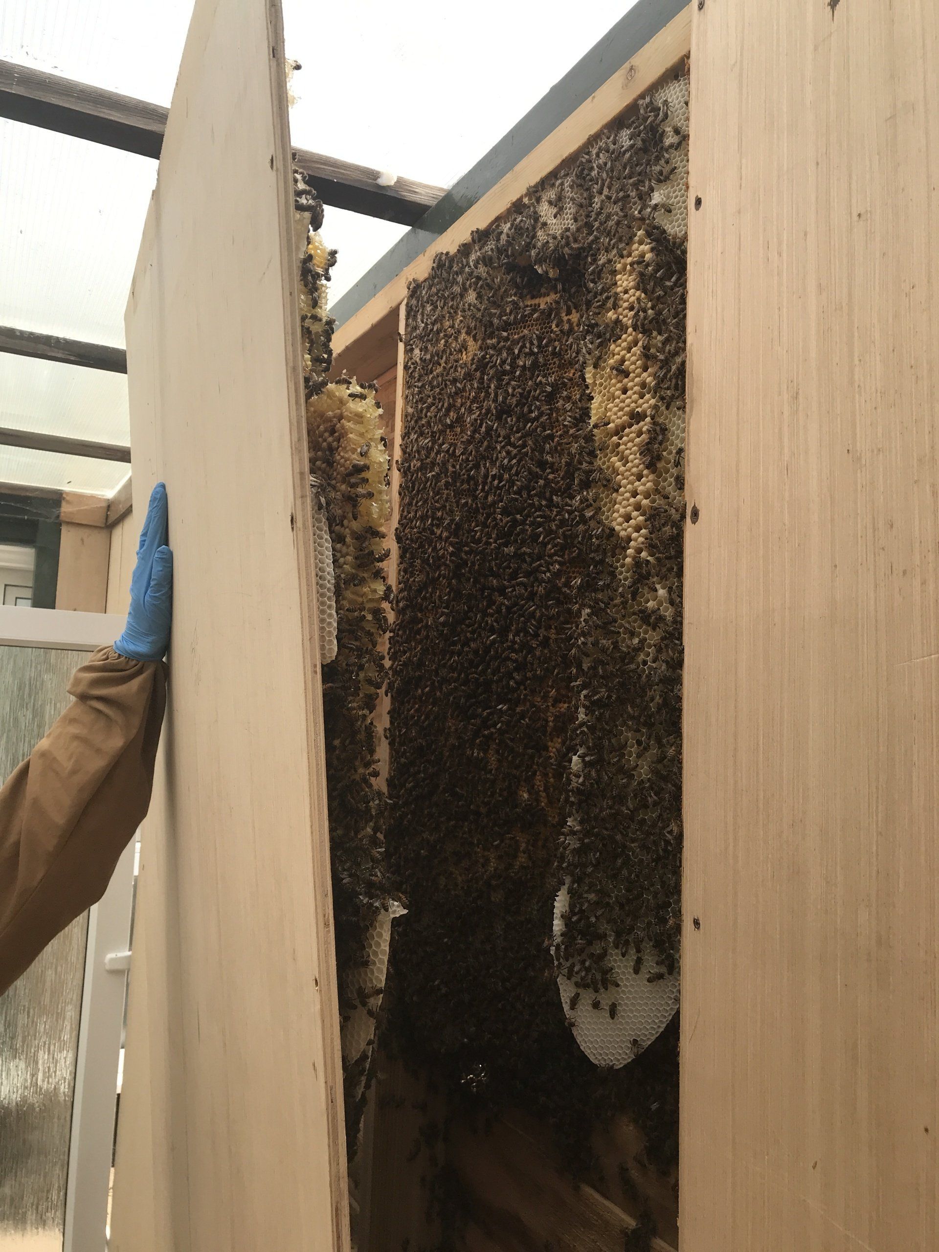 Bee Swarm in wooden building