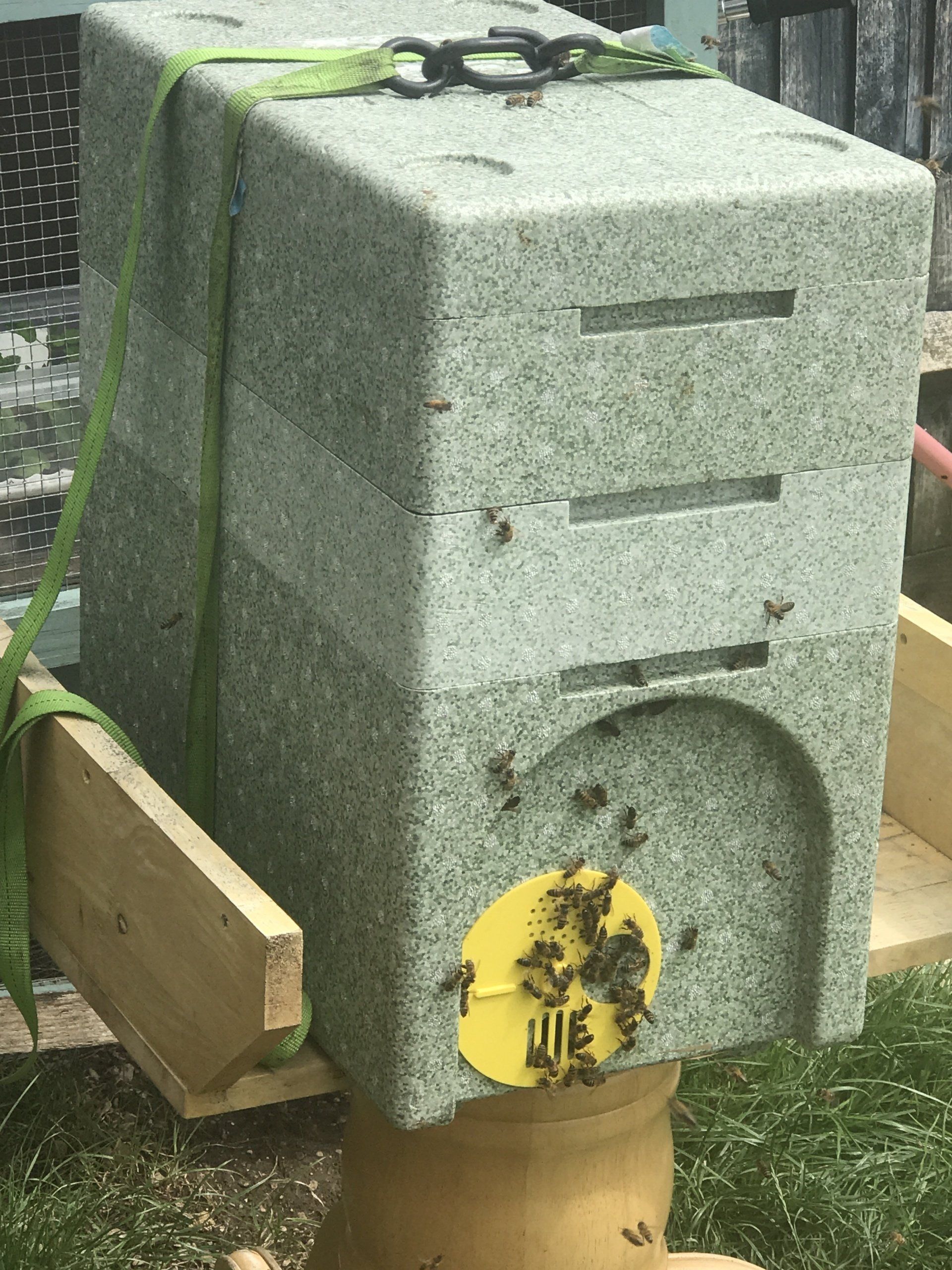 poly bee swarm box