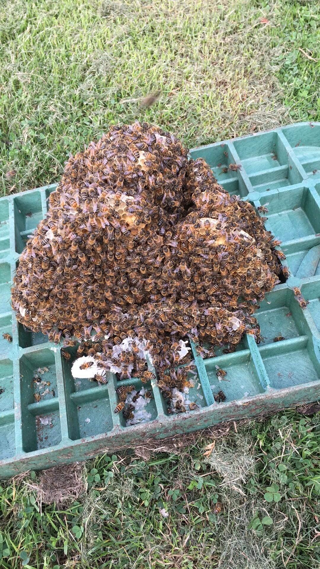 bee swarm in a box