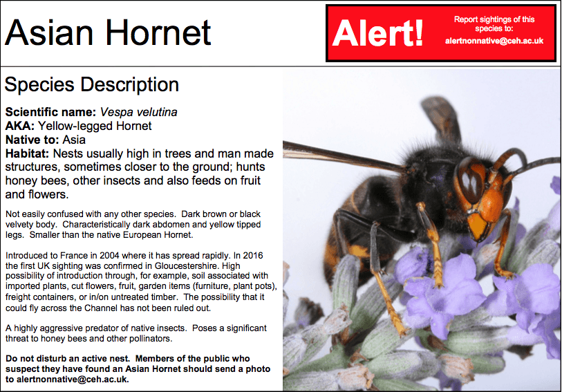 Be Alert For The Asian Hornet 